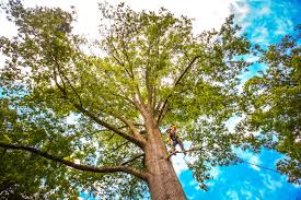 Best Palm Tree Trimming  in Lavallette, NJ