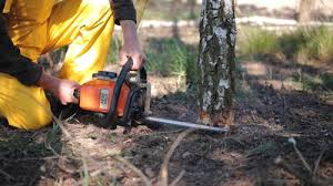 Best Tree Maintenance Programs  in Lavallette, NJ