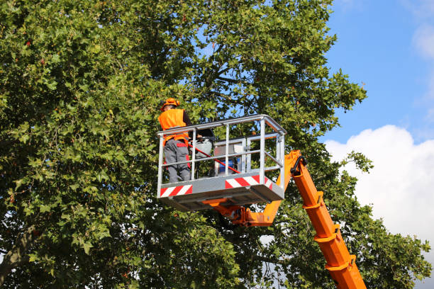 Best Emergency Tree Removal  in Lavallette, NJ