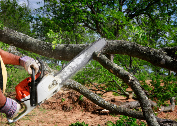 Best Hazardous Tree Removal  in Lavallette, NJ